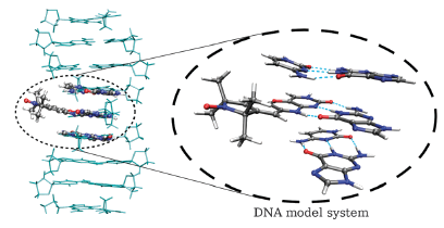 Model structure of spin-labeled DNA